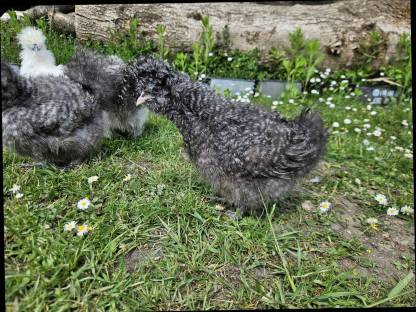 Bild 3:Seidenhühner