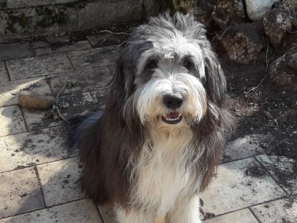 Bild 6:Bearded Collie Bobtail Mischlingswelpen