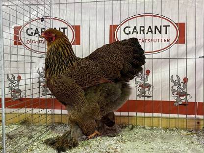 Bild 5:Brahma Bruteier