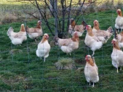 Bild 3:Tagesküken Französische Marans schwarz Kupfer, Mosshühner