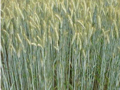 1,5 ha Bio-Triticale