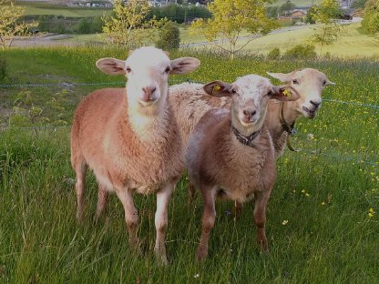 Bild 5:Nolana / Braunes Haarschaf-Widder