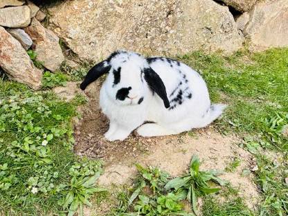 Hase