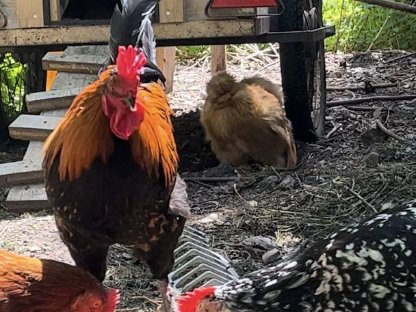 Bild 4:Hahn zu verschenken