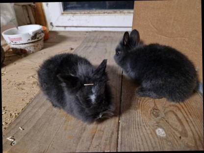 Bild 2:Löwenkopf Zwerghasen