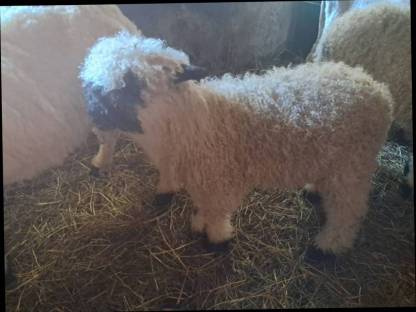 Bild 6:Waliser Schwarznasenschaf