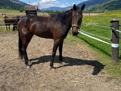 Bild 2:4-jähriger Traberwallach, neuer Preis