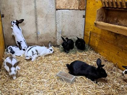 Fleischkaninchen