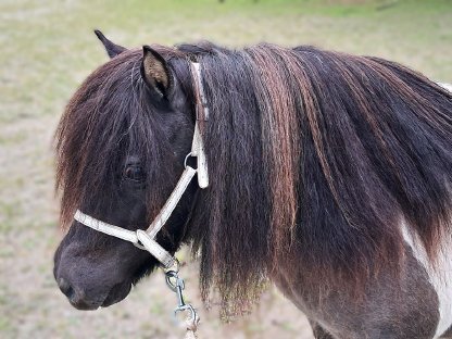 Mini-Shetland Staatsprämien Stute