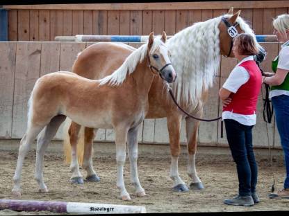 Bild 3:Haflingerstute 7-jährig