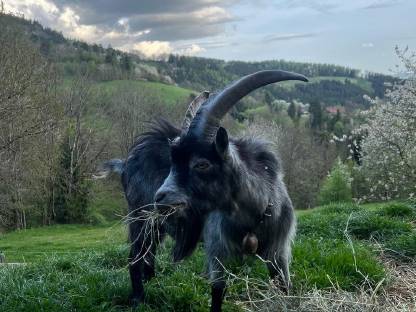 Blobe Bock