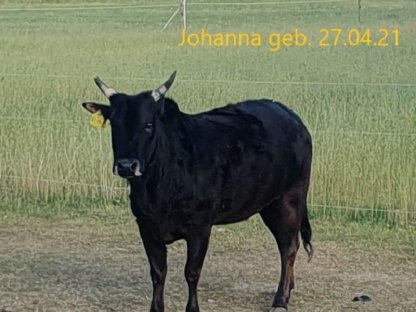 Bild 5:Mehrere Zwergzebu männlich/weiblich