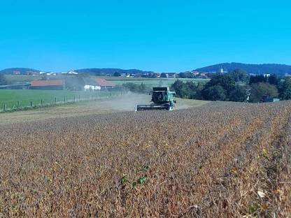 Bild 2:Sojabohne 4211 Alberndorf Futtersoja Vollsoja