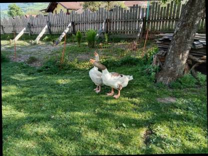 Bild 2:Pommern Gans