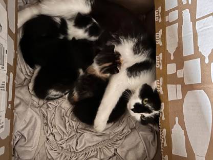 Katzen