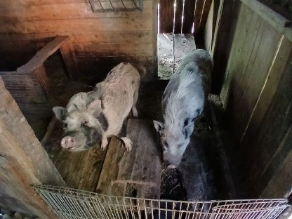 Minischweine