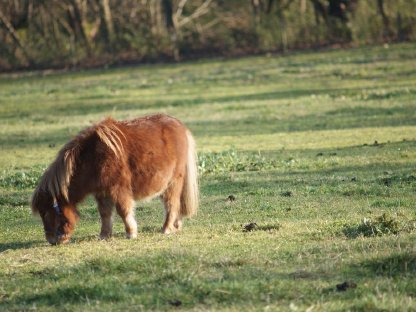 Bild 2:Minishetlandponys abzugeben