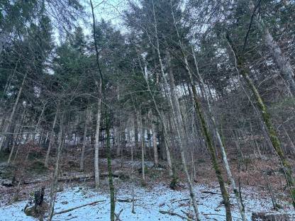 Bild 5:Verkaufe Wald