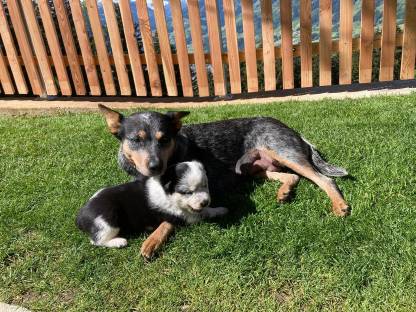 Hundewelpen