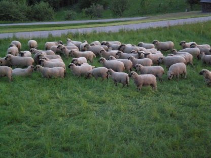 Shropshire Jungschafe
