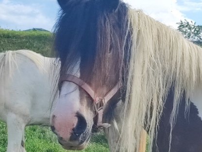 Bild 3:Irish Cob Stute, Tinker