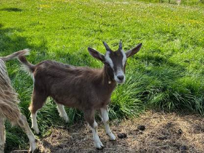 Bild 3:Toggenburger Kitz