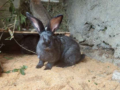 Kaninchen weiblich/männlich