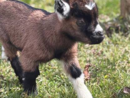 Mini Zwergziegen