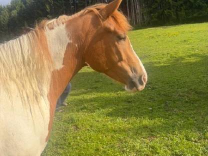 Haflinger-Paint Horse Stute