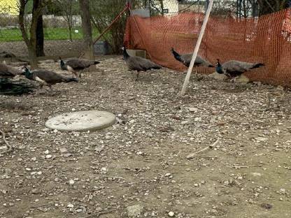 Pfau