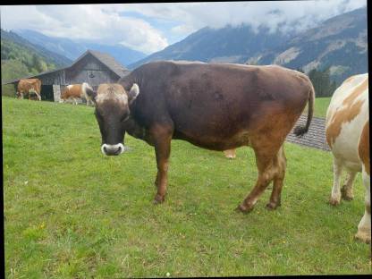Braunviehkuh trächtig zum 2. Kalb