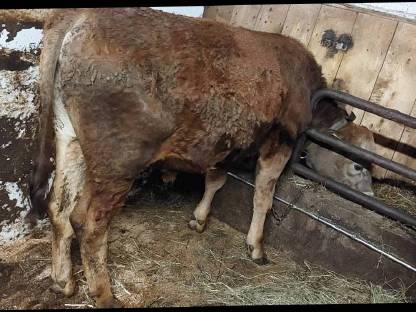 Bild 2:Jersey mal Fleckvieh Sprungstier