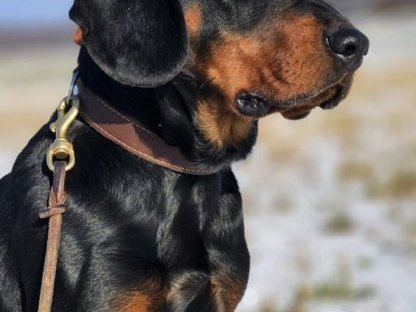 Bild 5:Slovensky Kopov Welpen