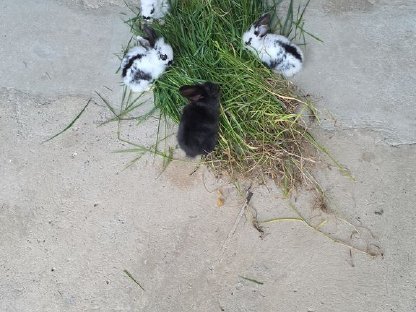 Kaninchen