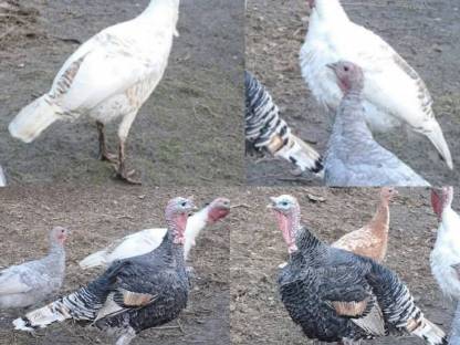 Bild 2:Puten, Hähne, Hennen (Paare)