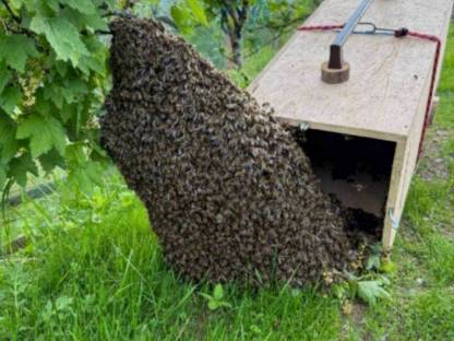 Bienenschwärme