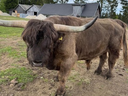 Bild 2:Kanadischer Bio-Hochlandrind-Zuchtstier