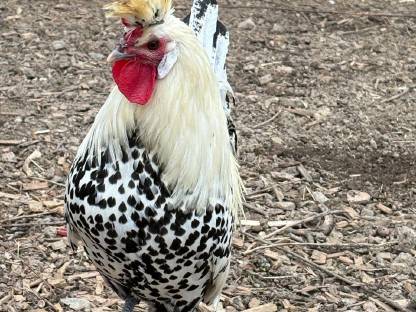 Bild 2:Appenzeller Spitzhauben Hahn