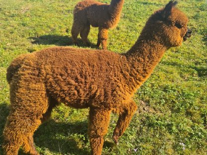 Bild 6:Alpaka, Zucht- & Hobbystuten, Jungtiere, Wallache