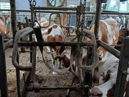 Bild 2:Klauenpflegestand