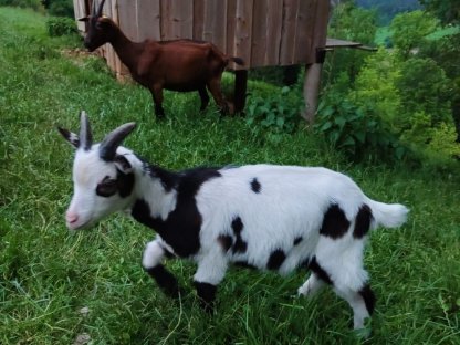 Bild 6:Ziegenkitze zu verkaufen
