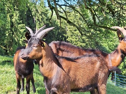 Bild 2:Pinzgauer Bockkitz