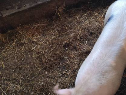 Jungsau Berkshire x Schwäbisch Hall x Duroc