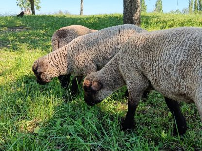 Bild 3:Shropshire Schafböcke Bocklämmer
