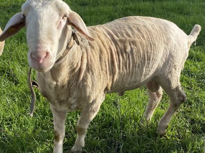 Merino Zuchtwidder