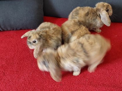 Zwergkaninchen