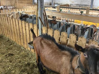 Bild 4:GGZ Bock
