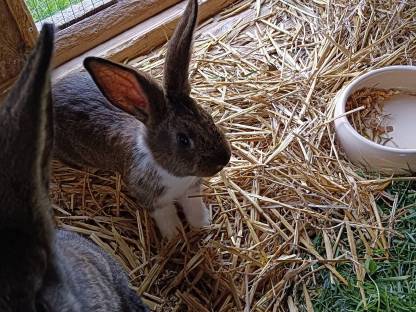 Hasen