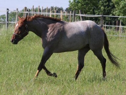 Bild 2:Quarter Horse + Paint Horse Deckhengst