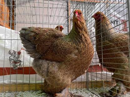 Bild 7:Brahma Bruteier